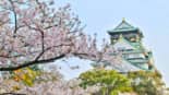When does sakura bloom in Japan?
