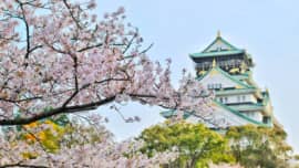 When does sakura bloom in Japan?