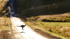 Why are kangaroos dangerous in Australia?